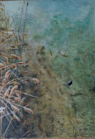 /album/fotogalerie-wasserkanten/blesshuhn-mit-zwei-oder-drei-fischen-und-nock-2-jpg/